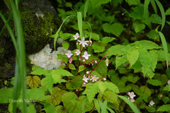 Begonia crenata